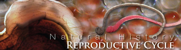 Mussels - Reproductive cycle